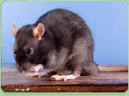 rat control Llanelli