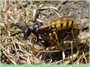 wasp control Llanelli